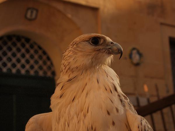 history says that the Pope lent the archipielago to the order of the Knights Hospitaller after being kicked out of Rhodes. The price? A maltese hawk to be send to the Vatican every year.