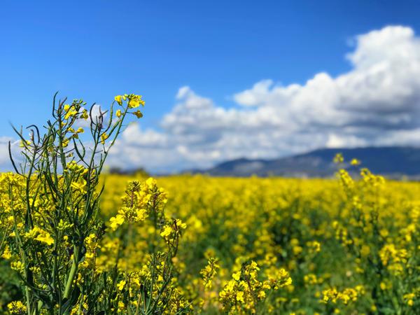 parc naturel du Verdon. One week we travel the south of France.