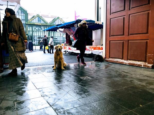 The dog was impatiently waiting. Winter time and raining.